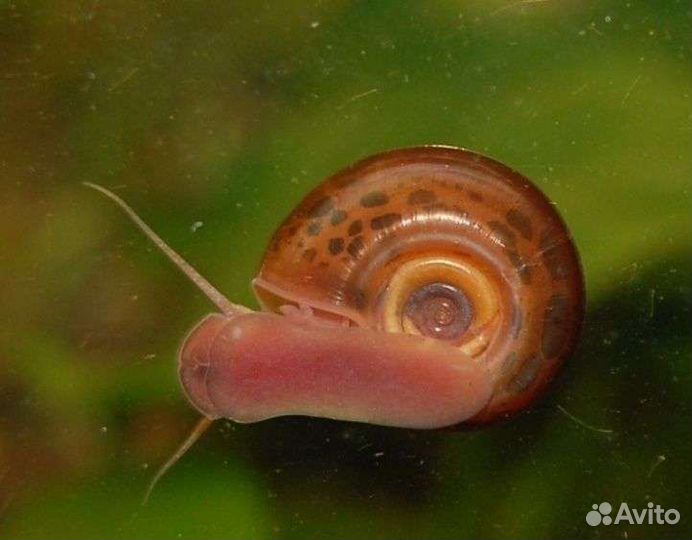 Улитки аквариумные