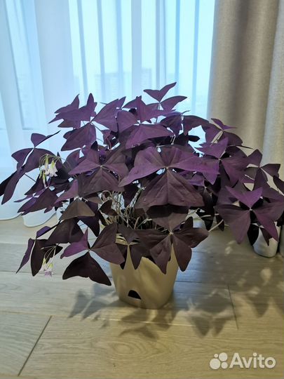 Кислица оксалис