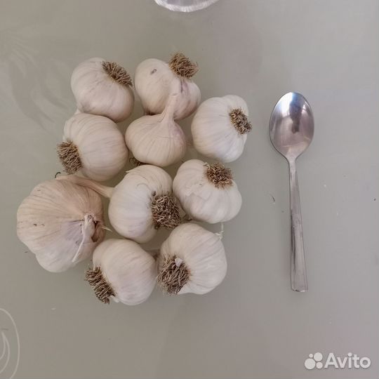 Чеснок на посадку