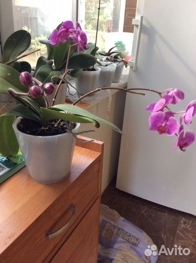Орхидея фаленопсис