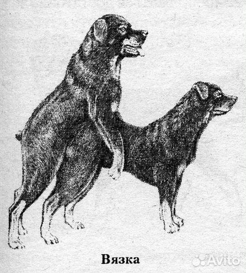 Инструктор по вязке собак