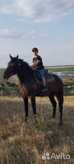 Продается жеребец 2.5 рост 1.55 под любого всадник