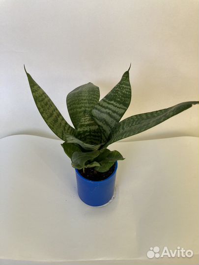 Сансевиерия