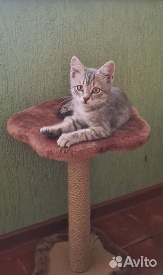 Котёнок добрые руки