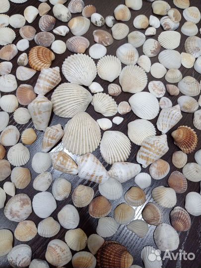 Морские ракушки (Турция, Тайланд)