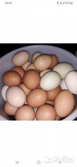 Домашние куриные яйца