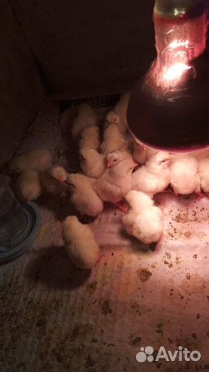 Яйцо леггорн