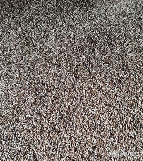 Пшеница озимая, Фуражный овёс на корм/посев