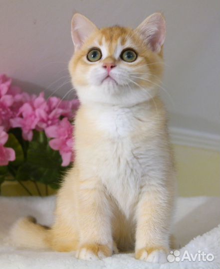 Роскошь золота