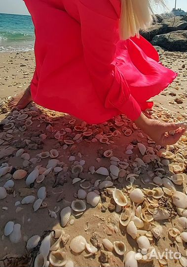 Морские ракушки раковины