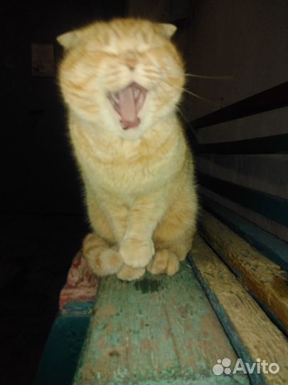 Котик ищет новый дом