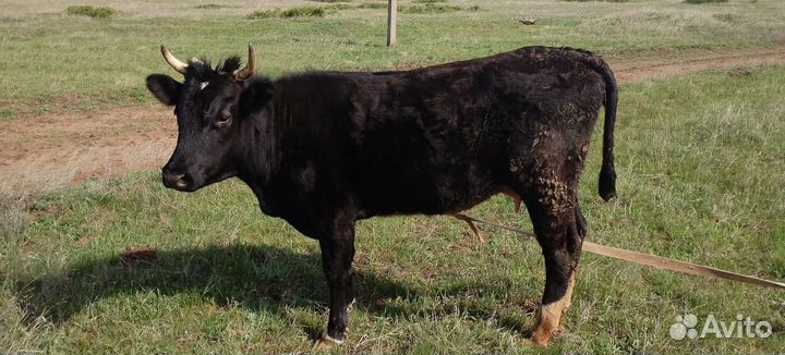 Коровы быки на мясо
