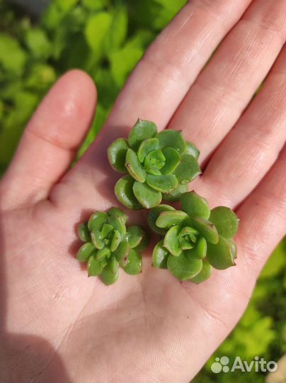 Суккуленты микс