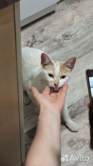 Найдена кошка