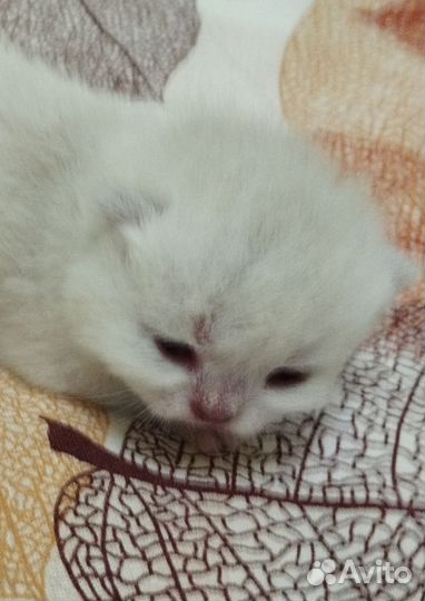 Девочка красавица