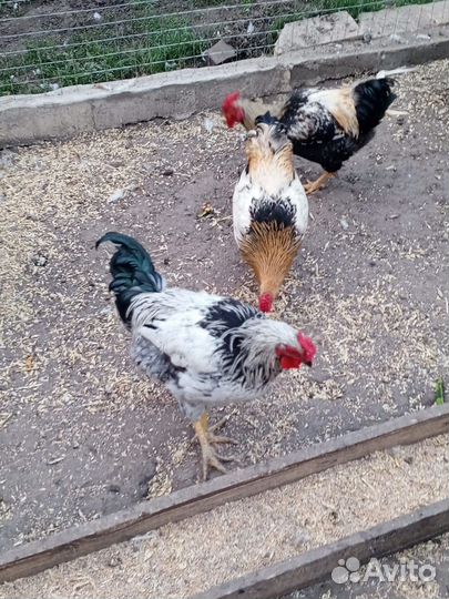 Молодые петухи