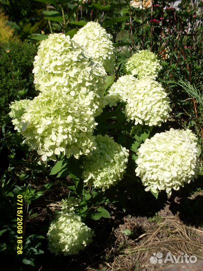 Декоративные растения для сада,гортензии