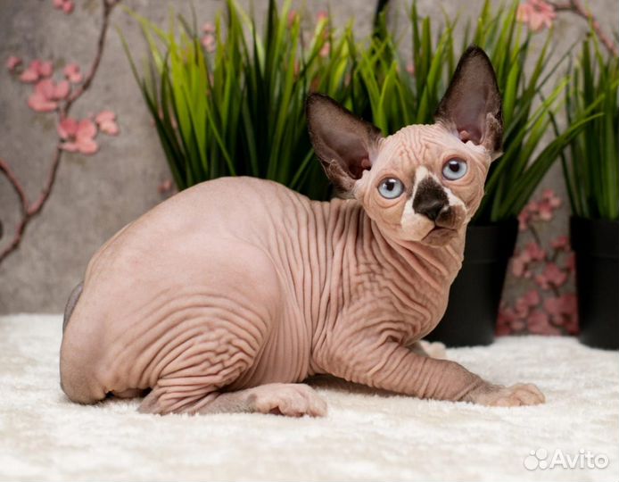 Канадский сфинкс