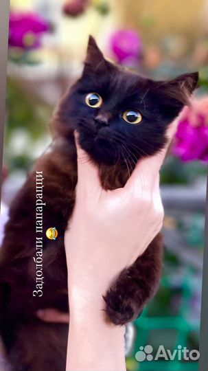 Кошка бесплатно