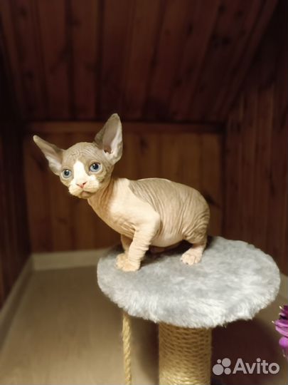 Котята породы Эльф, Двэльф и Бамбино