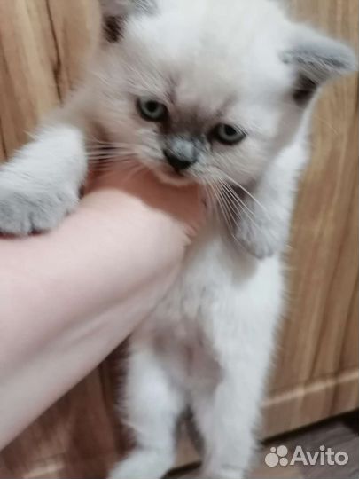 Кошки