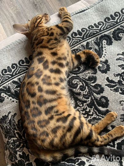 Бенгальская девочка