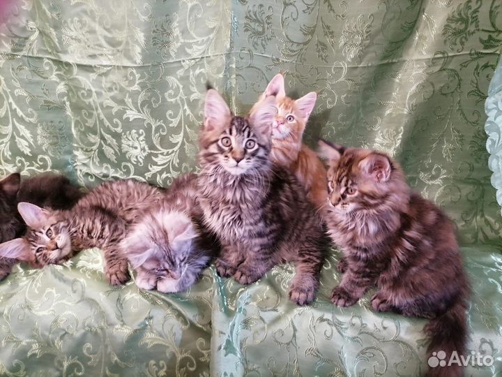 Мейн-кун
