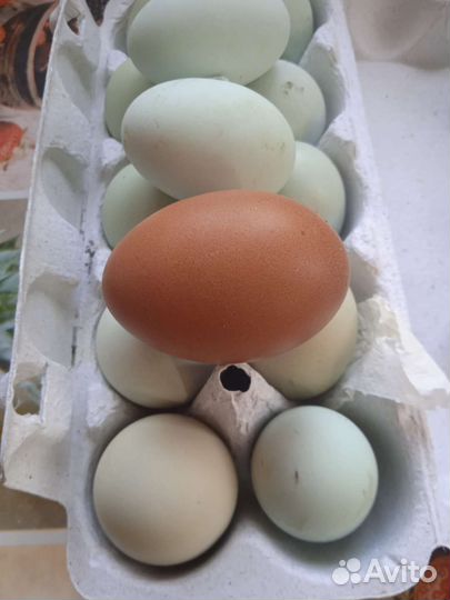 Яйцо инкубационное лакендази