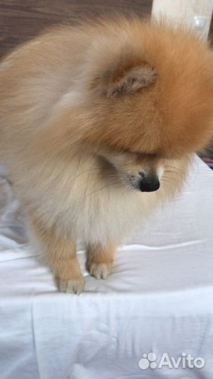 Померанский шпиц мини