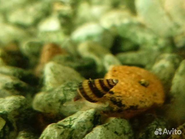 Улитки аквариумные полосатые