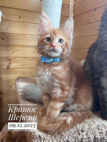 Мейн-кун котята питомник Шереми