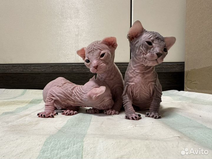 Донской сфинкс котята