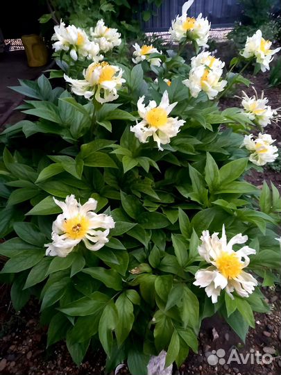 Излишки растений из своего сада