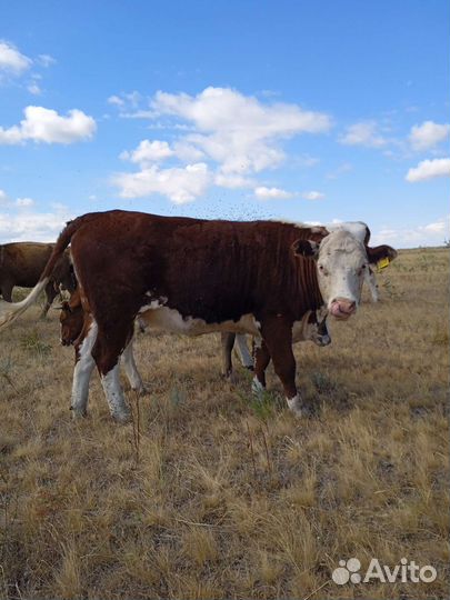 Бык, нетели