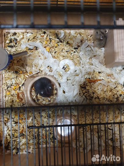 Джунгарский хомяк