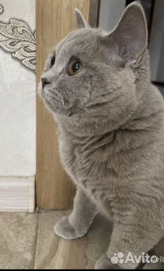 Британские котята