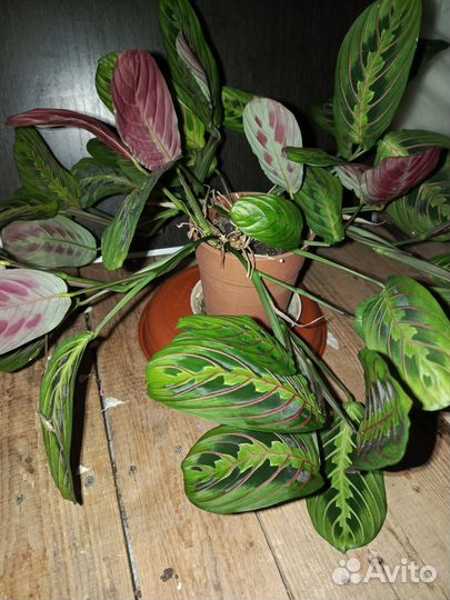 Маранта трёхцветная