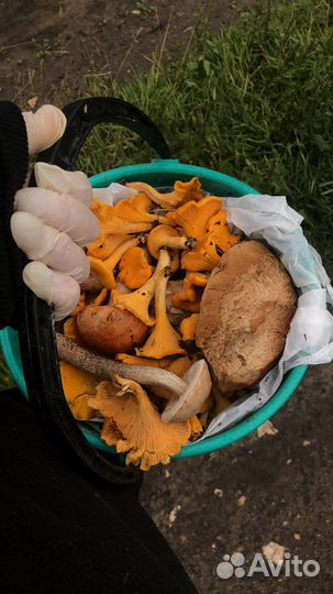 Грибы лисички