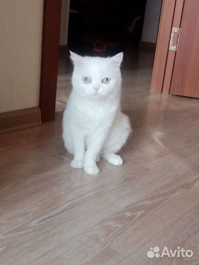 Кошки бесплатно