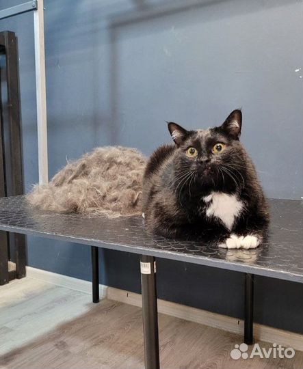 Груминг, вычес, стрижка кошек