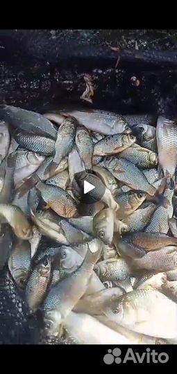 Продаю мальков карасей