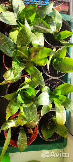 Домашние цветы. Юкка, сансевьера, алое