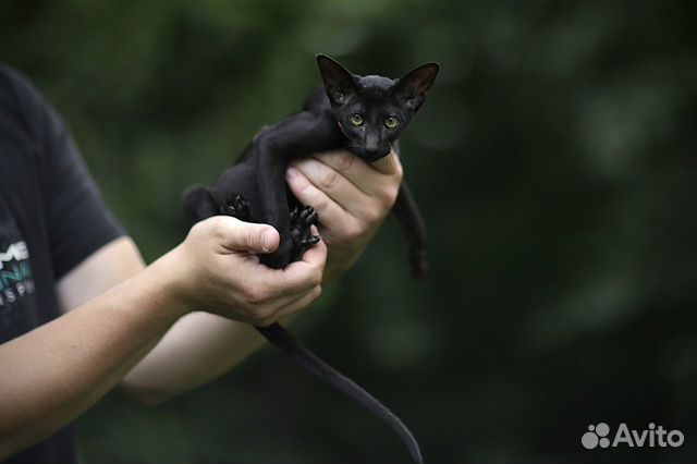 Ориентальный котенок черная девочка объявление продам