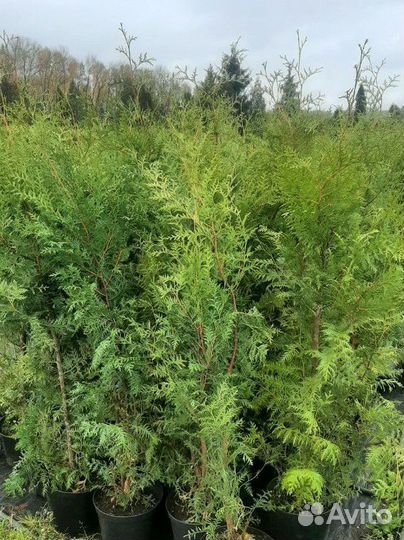 Брабант туя западная