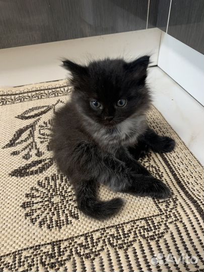 Отдам котенка в добрые руки