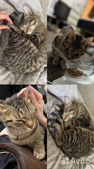 Котенок девочка очень ласковая