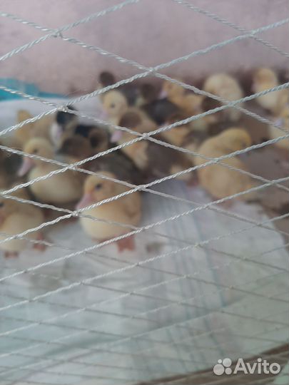 Индоутята тяжелой линии