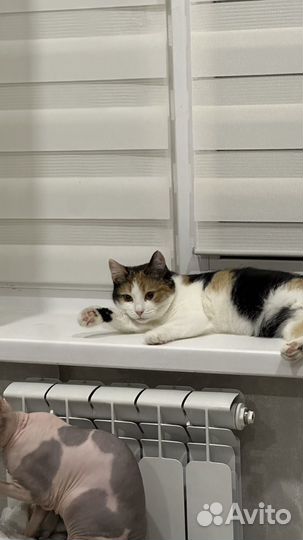 Трехцветная кошка