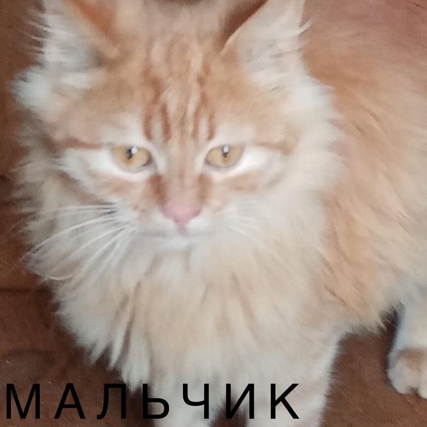 Котятки в добрые руки