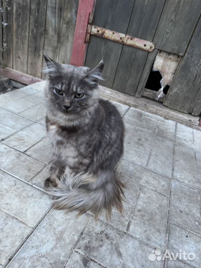 Отдаем кошку